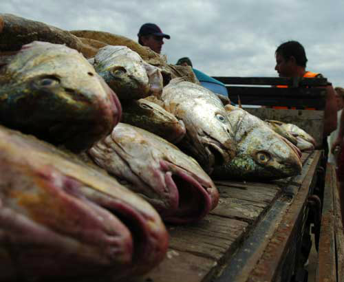 PMA autua nove pescadores na divisa com Mato Grosso