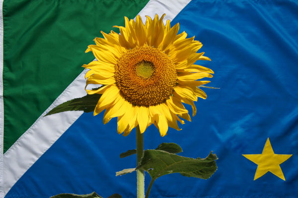 Girassol: Uma nova cultura que desperta interesse nos produtores rurais de MS