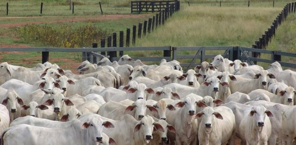 Produtividade média da agropecuária do Brasil é de 3,43% ao ano Produção de carnes e grãos contribuíram para a elevação da produtividade no setor - Foto: Arquivo/Agência Brasil