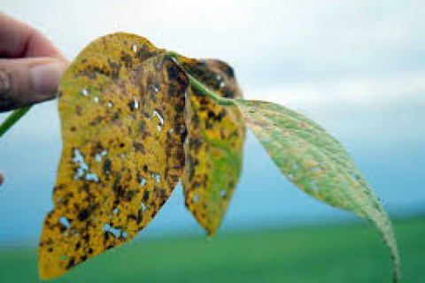 Foto: Agência Tocantinense de Notícias 