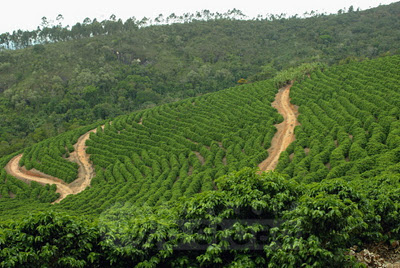 Código Florestal: estados terão até 2014 para criar programa de regularização Código Florestal: estados terão até 2014 para criar programa de regularização
