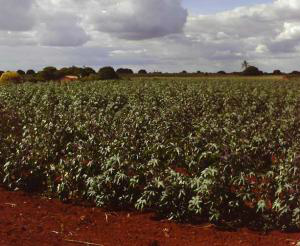 Zoneamento agrícola orienta plantio de gergelim, girassol, mamona e milheto