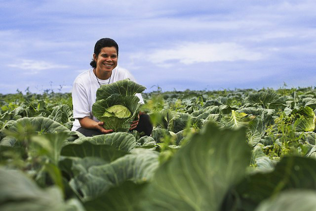 Agricultura familiar recebeu R$ 197,5 milhões em 2016 Cerca de R$ 184 milhões (95,16% do total) foram destinados à Compra com Doação Simultânea(Foto: Albino Oliveira/MDSA)