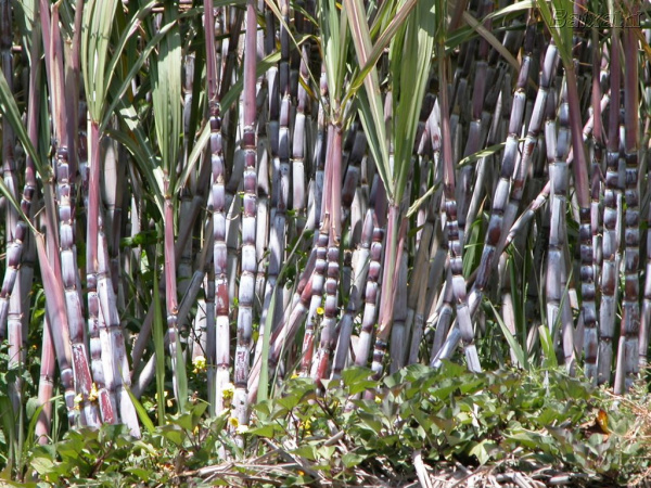 Safra de cana-de-açúcar deve ser recorde com 642 milhões de toneladas