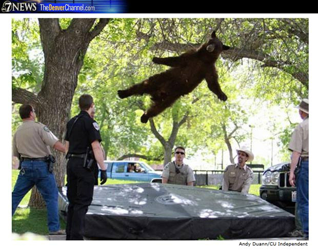 Agentes florestais usaram uma arma com tranquilizante para retirar um urso de árvore. (Foto: Reprodução)