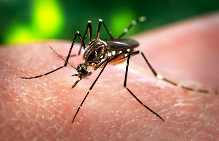 O Aedes aegypti é transmissor de três doenças: Chikungunya, Dengue e Zika. 