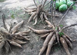 Plantio de melancia com mandioca incrementa em 65% renda do pequeno produtor Foto: Divulgação
