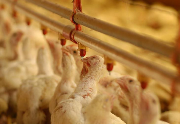 Brasil não aceita taxas impostas pela África do Sul às exportações de frango