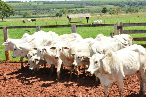 Preço do boi gordo termina o mês em queda Preços do boi gordo devem continuar se desvalorizando em janeiro (Foto: Uagro)