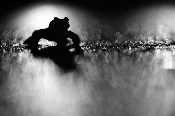 Concurso alemão premia as melhores imagens de pássaros, mamíferos e paisagens