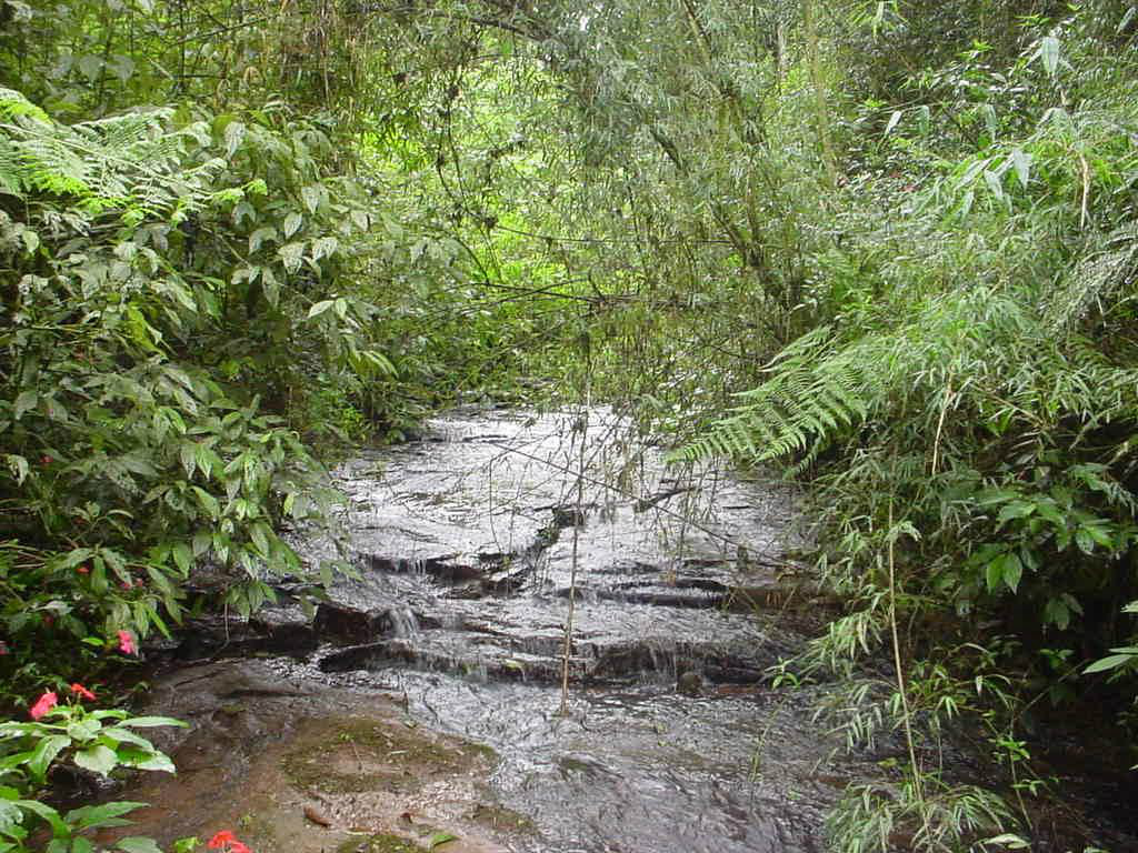 MP do Código Florestal recebe mais de 600 emendas MP do Código Florestal recebe mais de 600 emendas