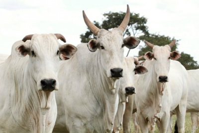 Em fevereiro deste ano, a média foi de R$ 108,81 a arroba / Foto: Divulgação