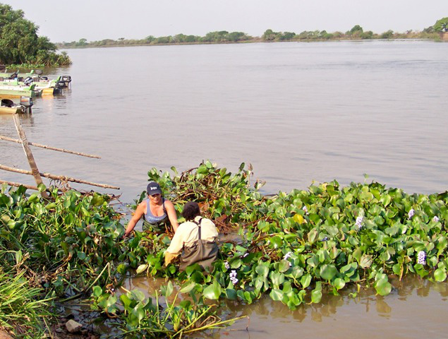 Isqueiros do Pantanal reivindicam melhores condições de trabalho e preço justo Pescadores durante coleta de iscas no Pantanal. Foto: Jean Fernandes
