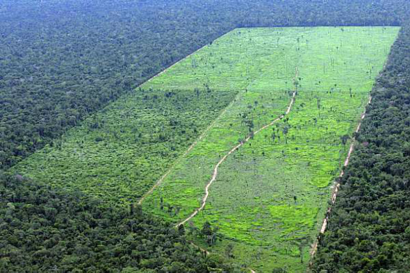 Foram derrubados 5.831 quilômetros quadrados (km²) de floresta , enquanto na análise 2013-2014 a derrubada havia sido de 5.012 km² / Foto: Divulgação