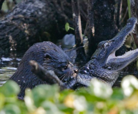 Agora foi a vez de lontra ser flagrada devorando crocodilo