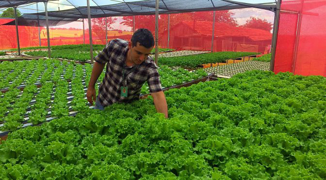 Agricultores são incentivados a fornecer alimentos na merenda escolar Foto: Divulgação