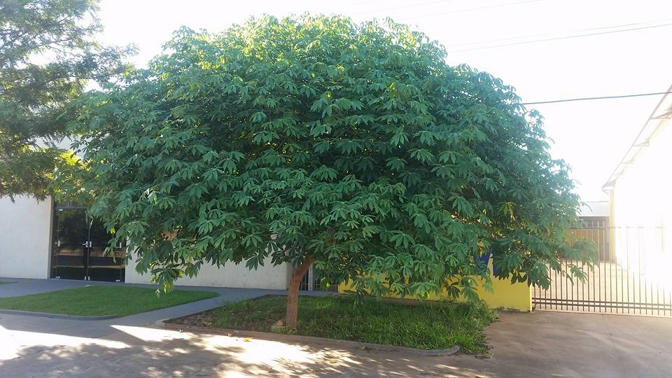 Imagem da Semana: pé de mandioca gigante tem sido vítima de vandalismo A árvore que está localizada na Rua Cassiano Marcelo, em frente à sede do Sisem / Foto: Celo Córdoba