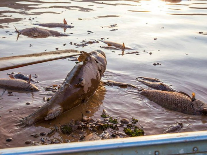 Peixes do rio Doce morreram por asfixia, não por contaminação