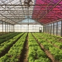 Insetos benéficos podem ser úteis para plantações em estufa Insetos benéficos podem ser úteis para plantações em estufa