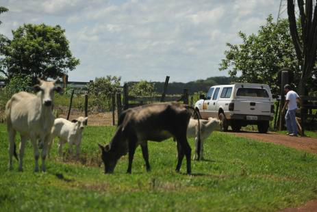 Surto de febre amarela avança em áreas rurais do país Febre amarela avança especialmente em áreas rurais do Mato Grosso do Sul (Foto: Agência Brasil)