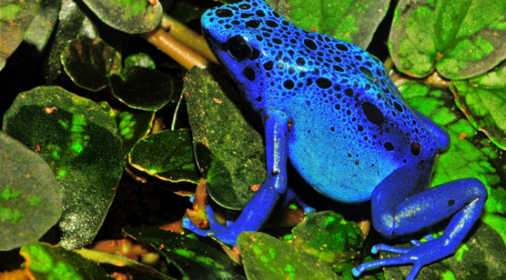 Portal da Biodiversidade reúne dados de 1,5 milhão de espécies