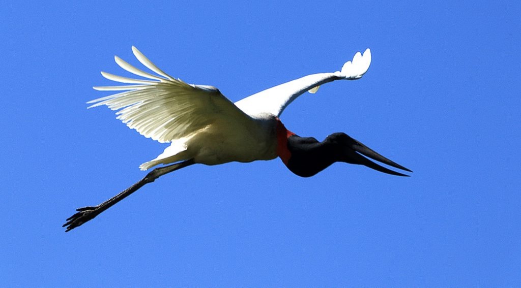 Ave símbolo do Pantanal, o Tuiuiú (foto: Edemir Rodrigues)