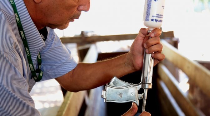 Campanha de vacinação contra febre aftosa será realizada com dose reduzida Campanha de vacinação contra febre aftosa será realizada com dose reduzida