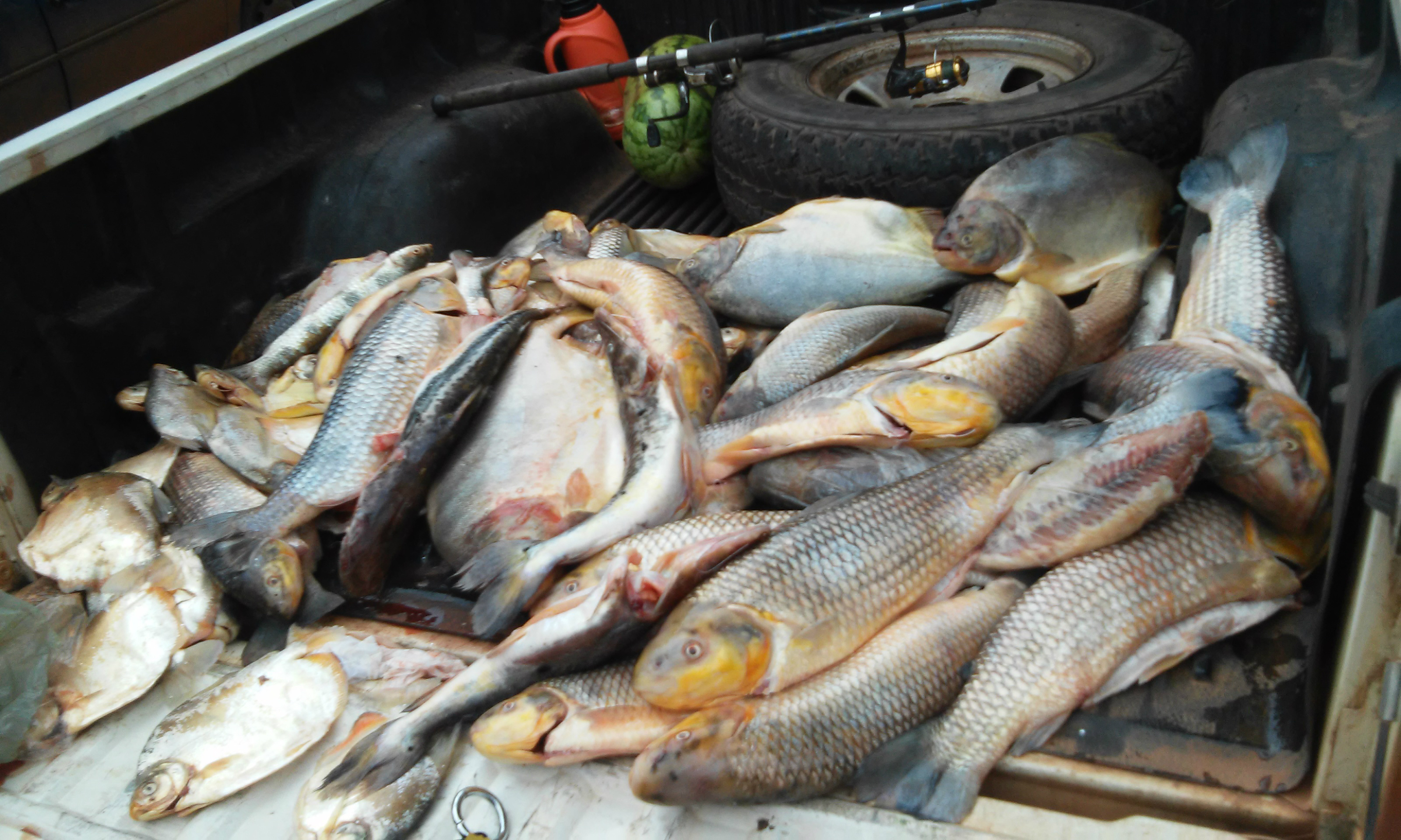 PMA prende 12 e apreende 339 kg de pescado em dois meses da operação piracema