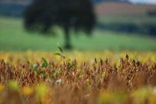 O Estado exportou, entre janeiro e abril desse ano, o equivalente a 21,4 mil toneladas de soja em grão