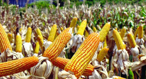 Área cultivada no Brasil cresce mais de 4% e chega a 68 mi de hectares