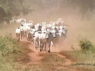 Criadores de gado do Pantanal, em MS, começam a vacinar o rebanho