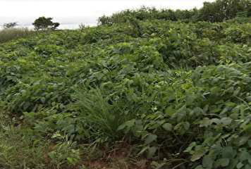 Adubo verde reduz custos de lavoura e ajuda a recuperar solo degradado