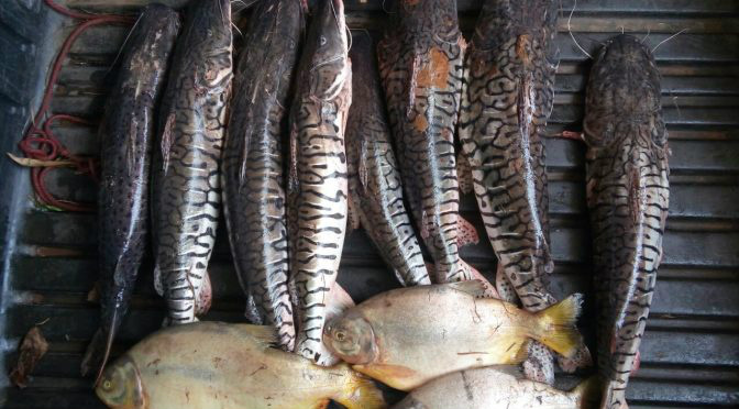 PMA autua 64, apreende 1,4 mil kg de pescado e aplica R$125,7 mil em multas