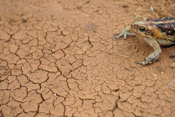 A seca é um problema global e, em todo o planeta, 40% das pessoas são afetadas por falta de água / Foto: Fernando Frazão/Agência Brasil/Arquivo