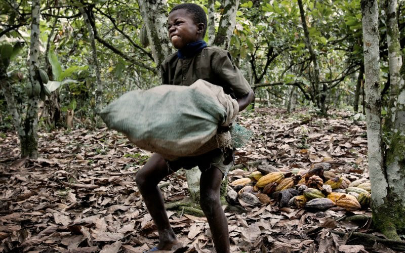 Trabalho infantil perpetua o ciclo da pobreza e miséria, diz juíza Indústria do cacau. Foto divulgação