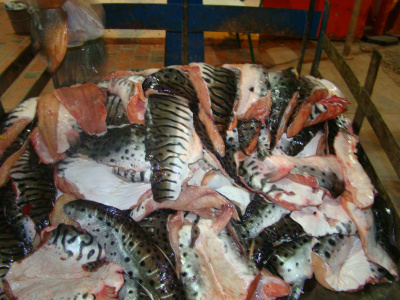 Pescado apreendido ontem na região do Porto da Manga, Corumbá.