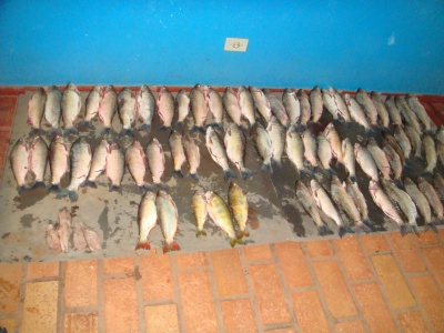 Durante a fiscalização da noite de ontem (19), foram apreendidos diversas espécies de peixes pescados de maneira ilegal no rio Aquidauana.