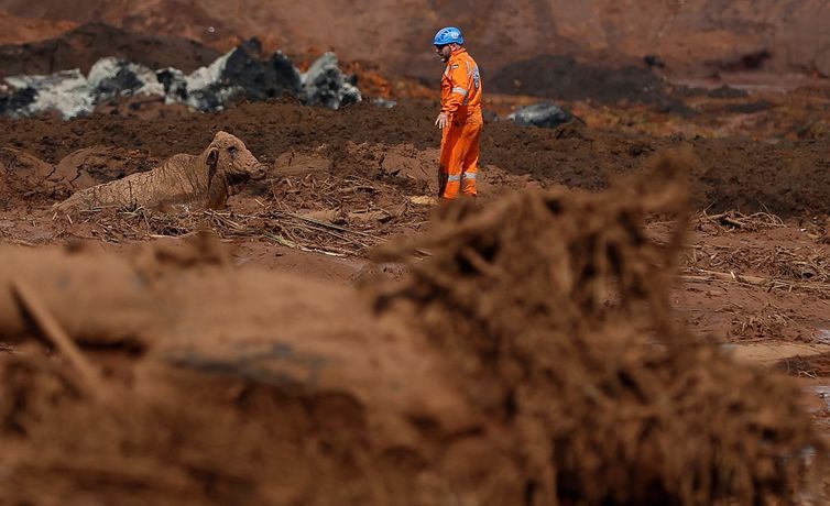 Ibama  cobrará  da Vale  multa  diária  de  R$ 100  mil  até  que  o  plano  de  salvamento  de  animais  silvestres  e  domésticos  seja  executado  satisfatoriamente  -  Adriano  Machado/Reuters/Direitos  Reservados