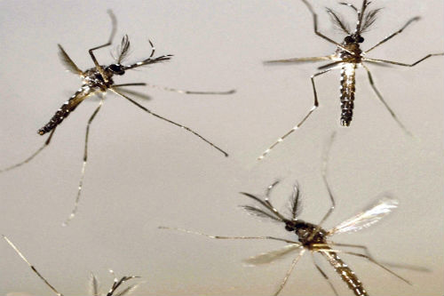 Paraguai confirma epidemia de dengue, com 48 mortos e 700 mil afetados