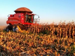Fazenda em Bataguassu. Em 11-07, por Mário de Oliveira (2)
