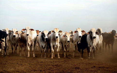 Novo tipo de febre aftosa se espalha para Faixa de Gaza