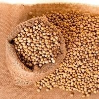 Guerra comercial ainda preocupa indústria da soja Guerra comercial ainda preocupa indústria da soja