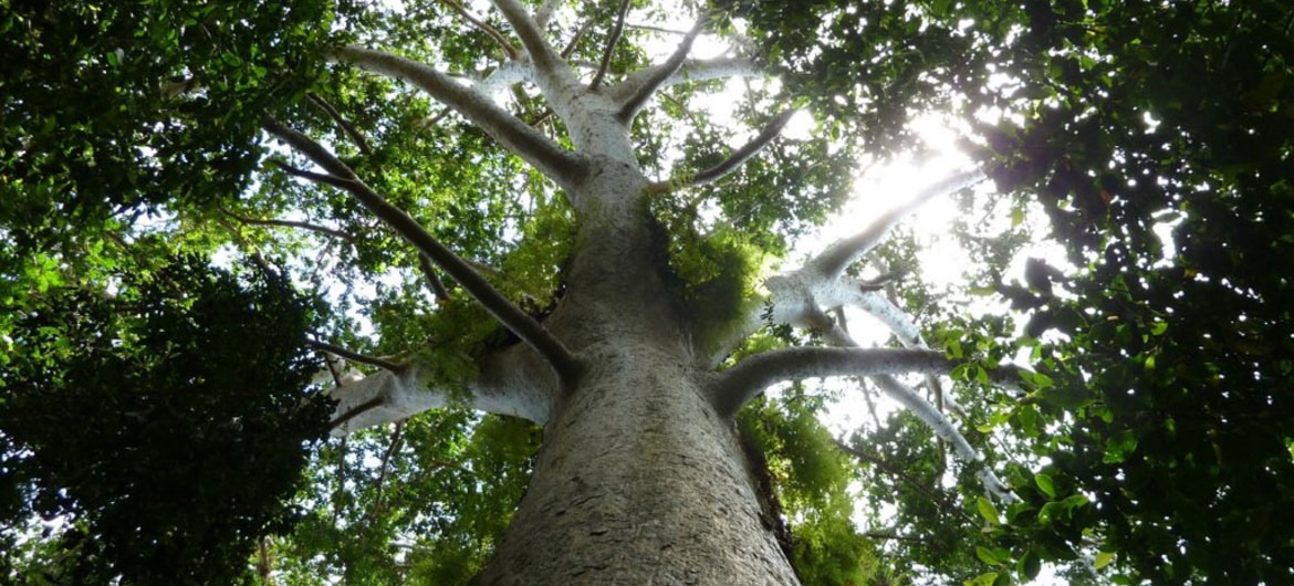 ONU Meio Ambiente afirma que direito à terra é garantido pela constituição brasileira.