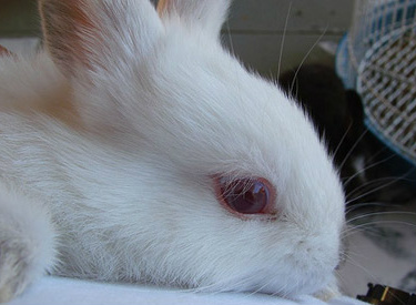ONG lança campanha para pressionar pelo fim dos testes cosméticos em animais
