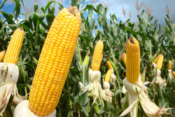 Brasil terá safra recorde de milho Todos os indicadores apontam que a safra 2012/2013 será a maior de todos os tempos, mas aumento da oferta poderá derrubar os preços (Foto : divulgação)