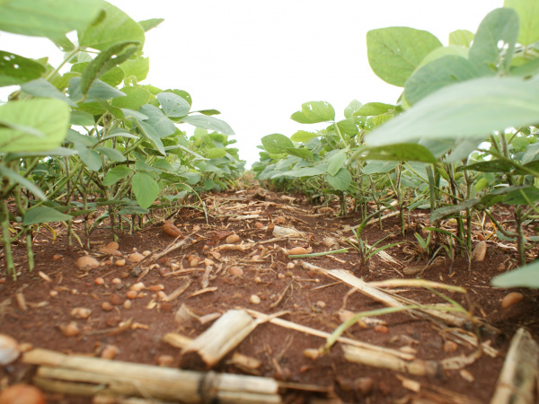 Plantio da soja está na reta final na região de Dourados