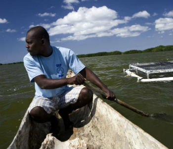 Homem haitiano rema em direção à sua criação de peixes. Foto: FAO/Luca Tommasini