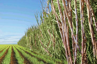 MS já moeu 33 milhões de toneladas de cana na safra 2013/2014