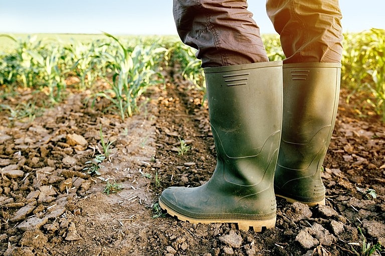 Sem auxílio, agricultores têm prejuízos e pedem derrubada a vetos de Bolsonaro Responsáveis pela maior parte da produção de alimentos que chegam à mesa do brasileiro, agricultores familiares aguardam auxílio emergencial desde agosto de 2020 - Mapa/Divulgação