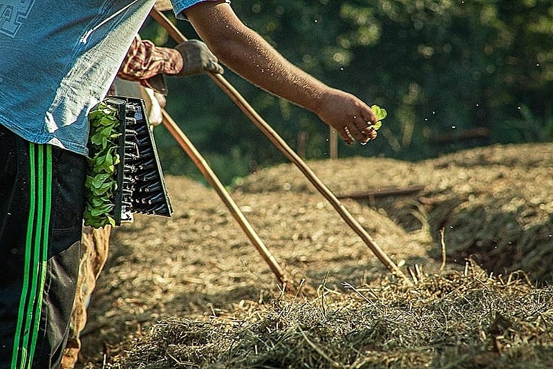 Sem auxílio, agricultores têm prejuízos e pedem derrubada a vetos de Bolsonaro Típica de pequenos proprietários rurais, agricultura familiar caracteriza-se por ter mão de obra do próprio núcleo familiar / Jefferson De Paula Dias Filho